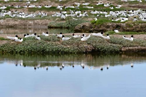 Mouettes mélanocéphales