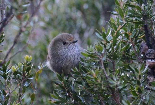 Acanthize de Tasmanie