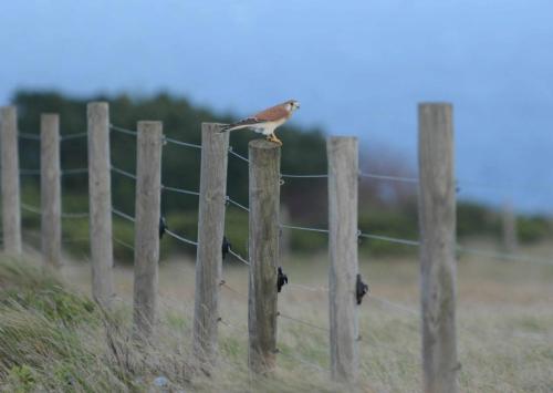 Crécerelle d'Australie