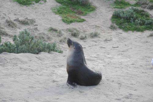 Lion de mer d'Australie