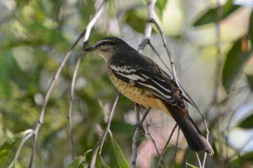 Échenilleur varié (femelle)
