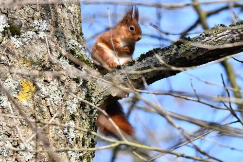 Ecureuil roux