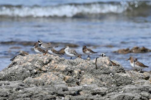 Bécasseaux sanderlings, Grand gravelot et Tournepierre à collier