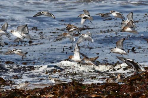 Bécasseaux sanderlings et un Bécasseau variable (ventre noir)