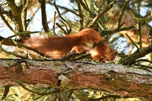 Ecureuil roux