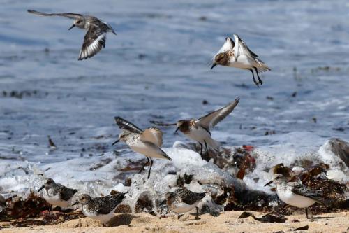 Bécasseaux sanderlings