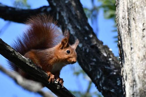 Ecureuil roux