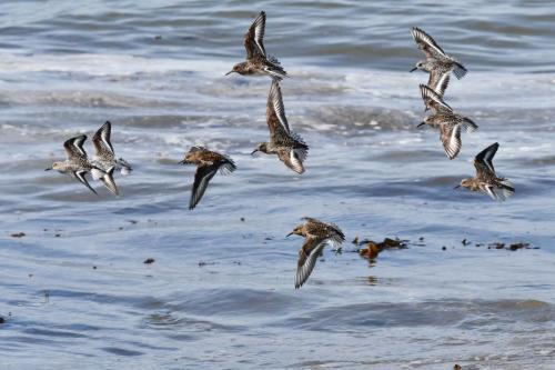 Bécasseaux sanderlings