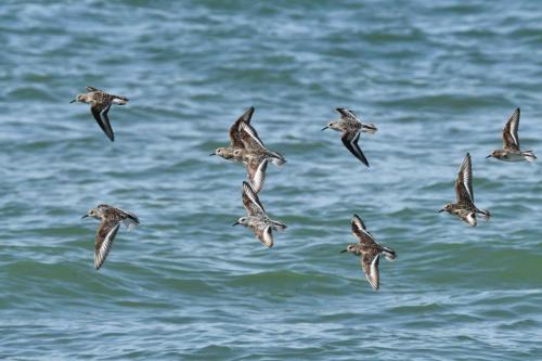 Bécasseaux sanderlings