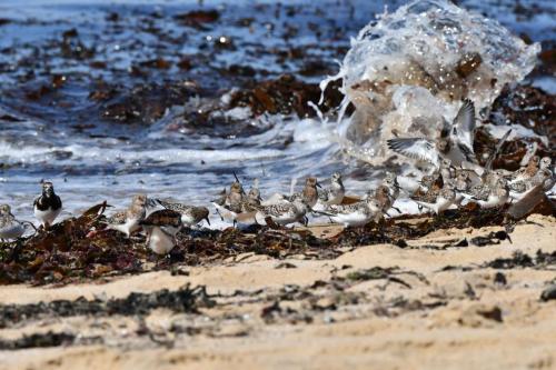 Bécasseaux sanderlings et Tournepierres à collier