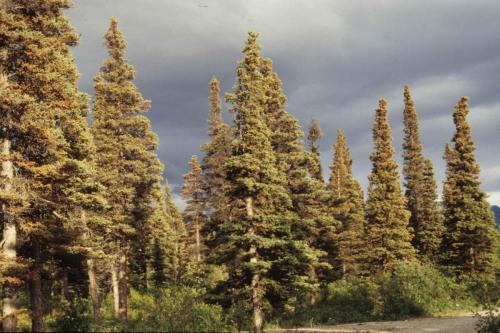 Entre Fairbanks et Wrangell-St Elias
