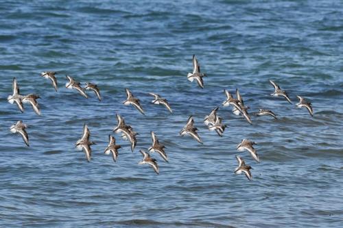 Bécasseaux sanderlings