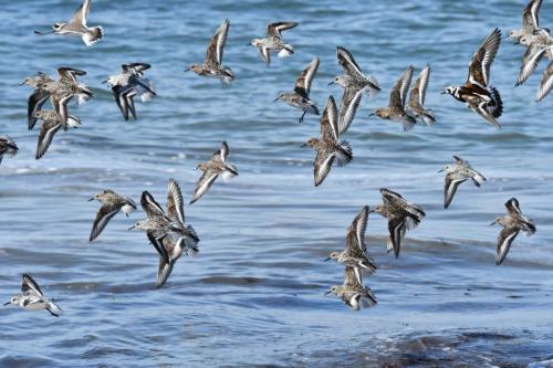 Bécasseaux sanderlings et Tournepierre à collier