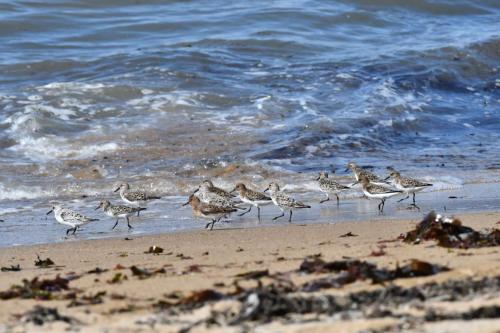 Bécasseaux sanderlings