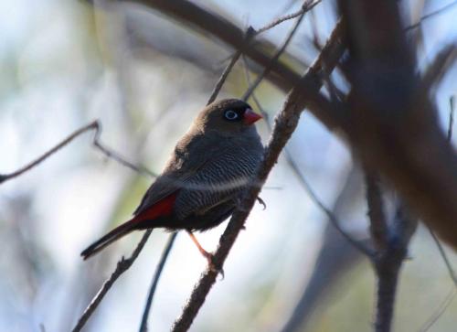 Diamant queue-de-feu