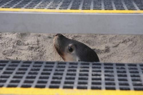 Lion de mer sous les marches