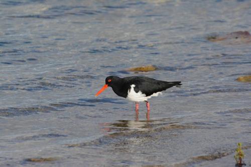 Huîtrier à long bec