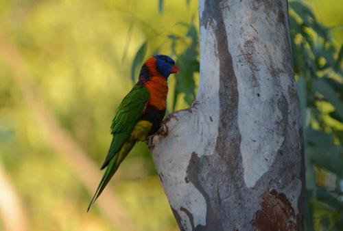 Loriquet à col rouge