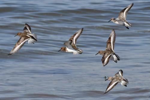 Bécasseaux sanderlings