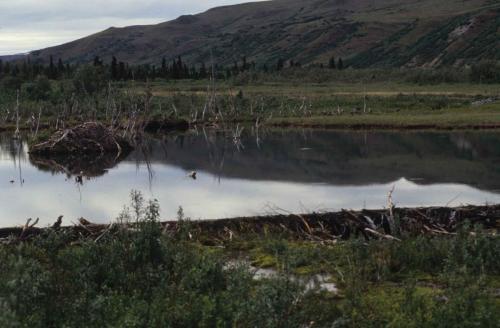 Entre Fairbanks et Wrangell-St Elias