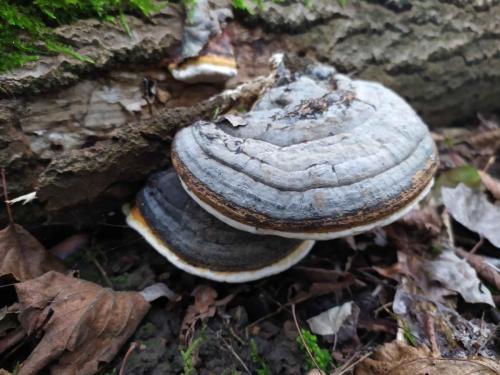 Faux amadouvier (Phellinus igniarius)