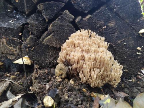Clavaire étroite (Ramaria stricta)