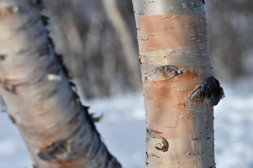 Parc national d'Abisko