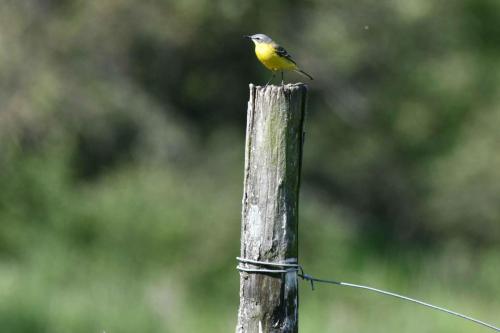 Bergeronnette printanière