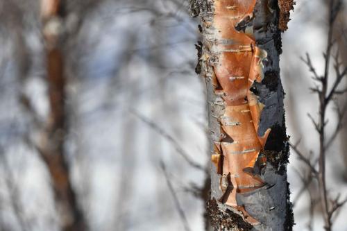 Parc national d'Abisko