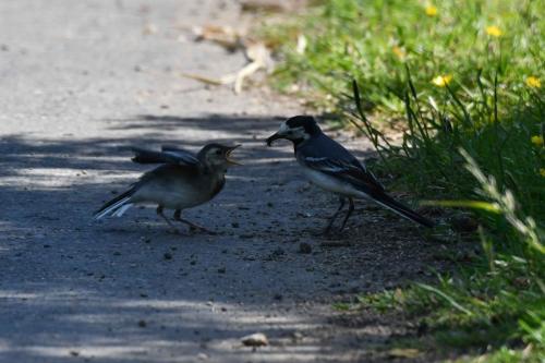 Bergeronnettes grises