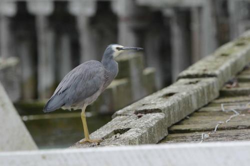 Aigrette à face blanche