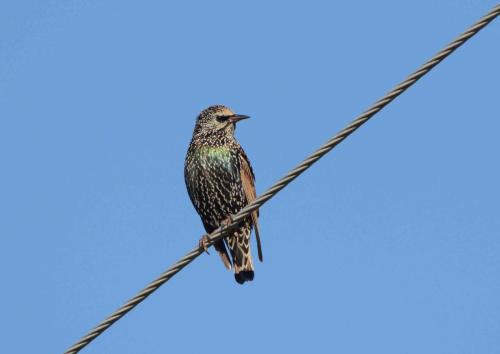 Étourneau sansonnet