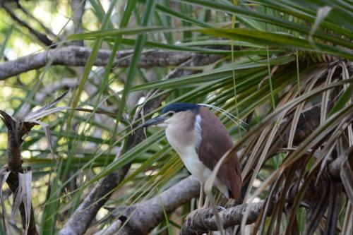 Bihoreau cannelle dans le camping