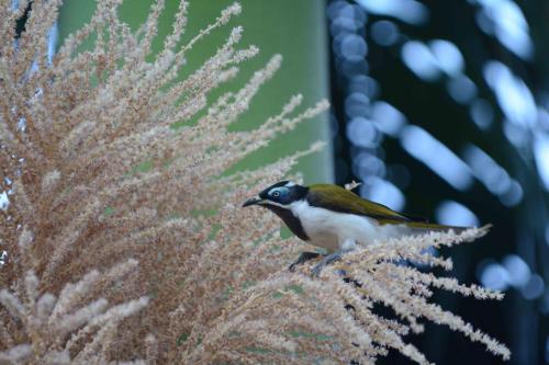 Méliphage à oreillons bleus
