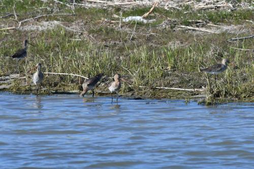 Barges à queue noire