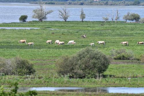 Vue sur le lac de Grand-Lieu depuis Passay