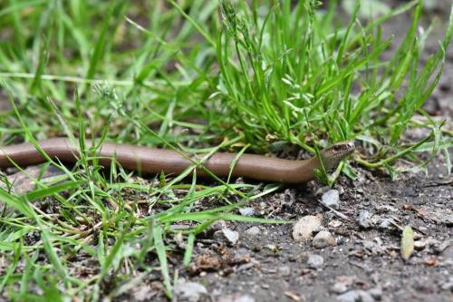 Orvet fragile (lézard sans pattes)