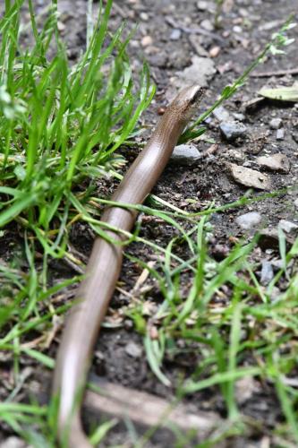 Orvet fragile (lézard sans pattes)