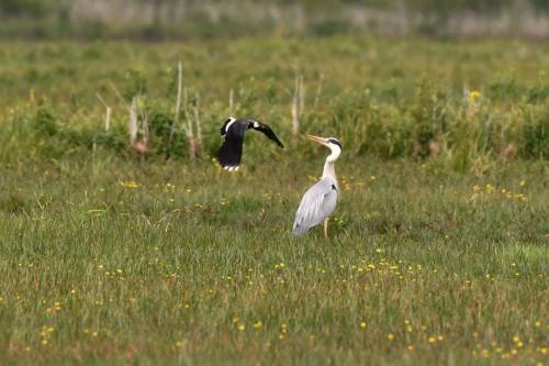 Vanneau huppé et Héron cendré