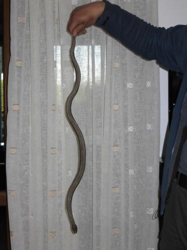 Couleuvre à collier trouvée dans le hall de l'hotel