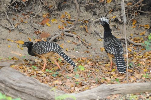 Hoccos à face nue (femelles)