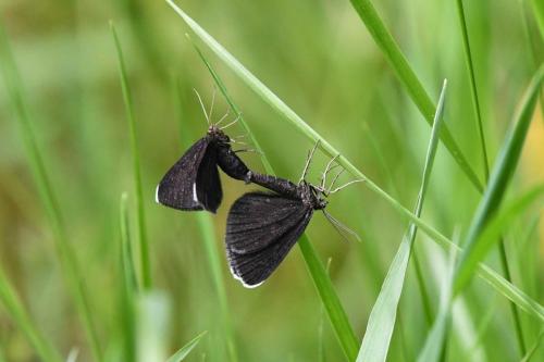 Le Ramoneur (Odezia atrata)