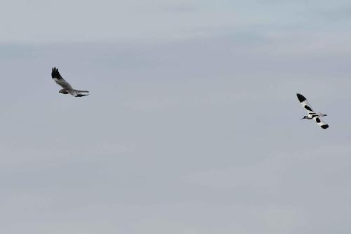 Avocette élégante qui chasse un Busard cendré