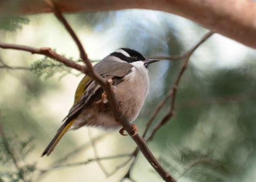 Méliphage à bec fort
