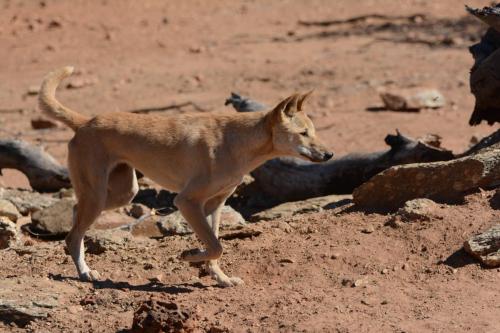 Dingo au parc animalier