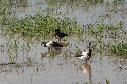 Canaroies semipalmées
