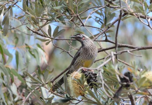 Méliphage barbe-rouge