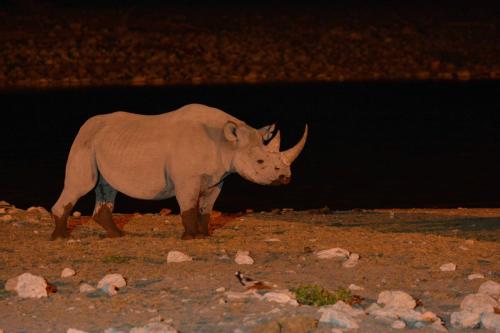 Rhinocéros blanc