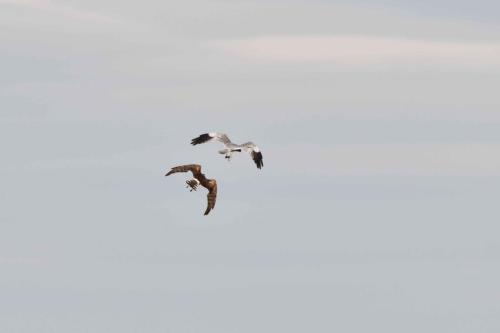 Couple de Busard cendré