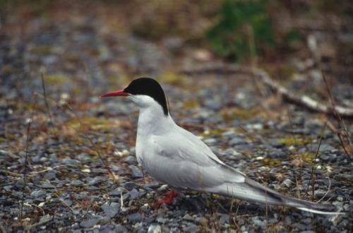 Sterne arctique